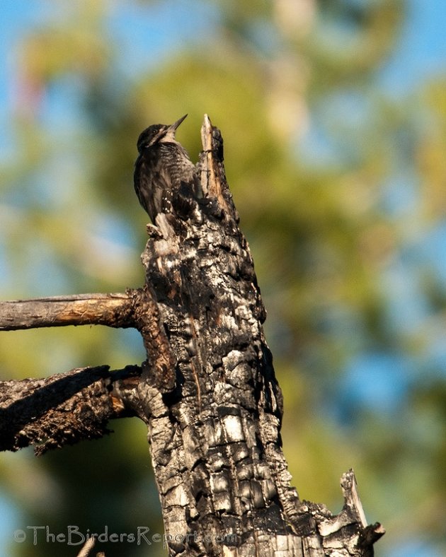 Black-backed Woodpecker Male