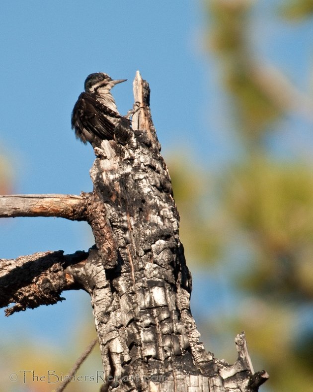 Black-backed Woodpecker Male