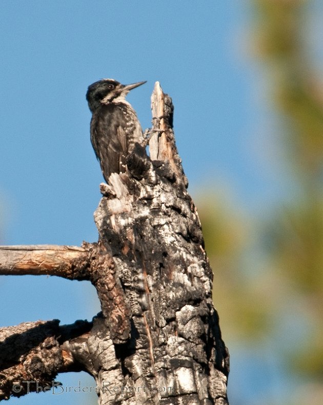 Black-backed Woodpecker Male
