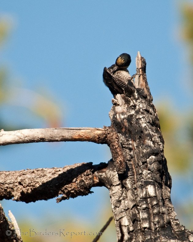 Black-backed Woodpecker Male