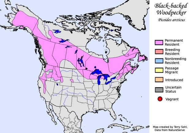 Black-backed Woodpecker Range Map