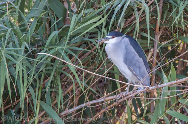 Black-crowned Night-Heron