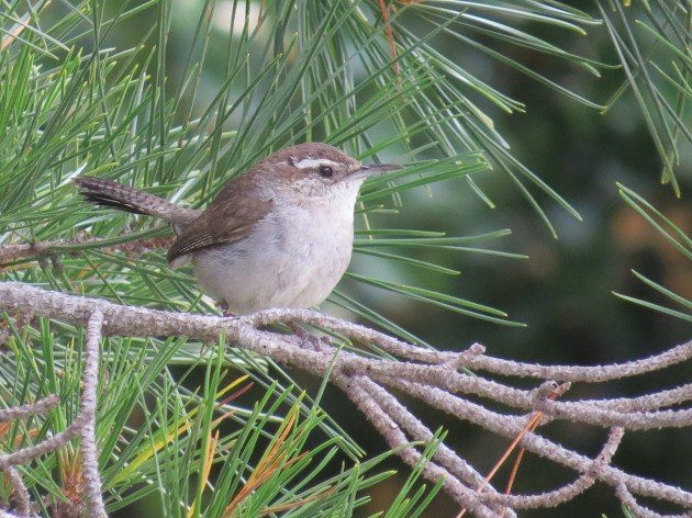 Bewick's Wren Matthew Perry