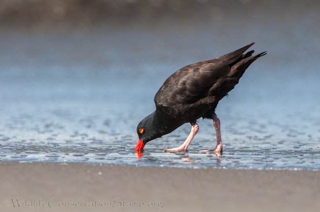 Black Oystercatcher