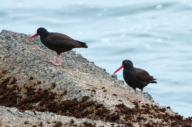 Black Oystercatchers