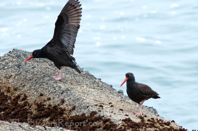 Black Oystercatcher