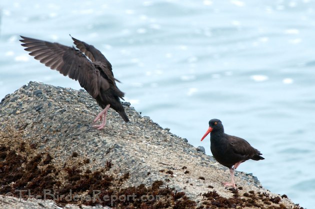 Black Oystercatchers