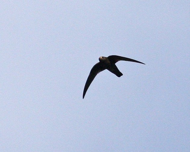 Black Swift At Burney Falls