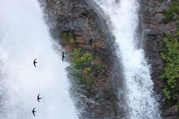 Black Swifts At Burney Falls