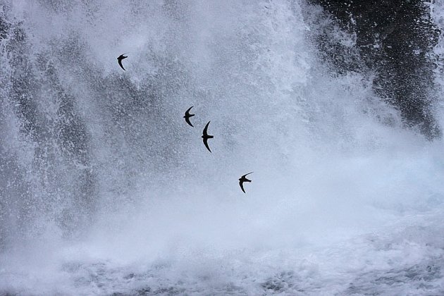 Black Swifts At Burney Falls