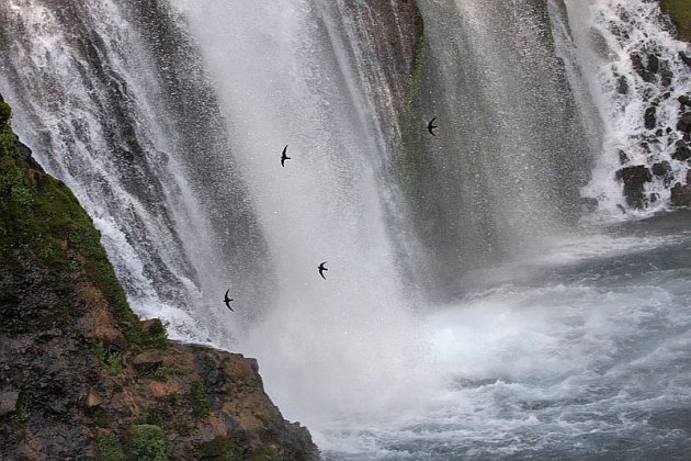 Black Swifts At Burney Falls