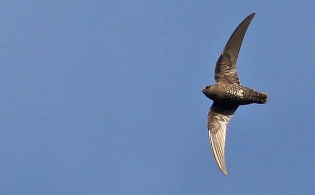 Black Swift