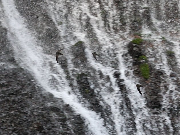 Black Swifts At Burney Falls