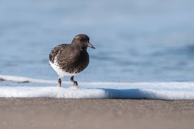 Black Turnstone