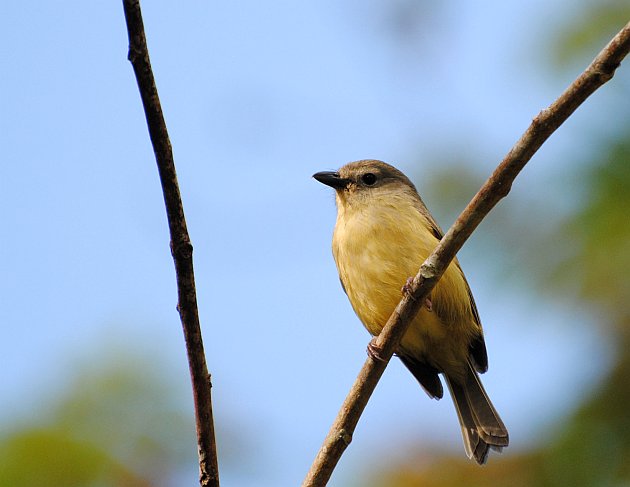 Blue Mountain Vireo