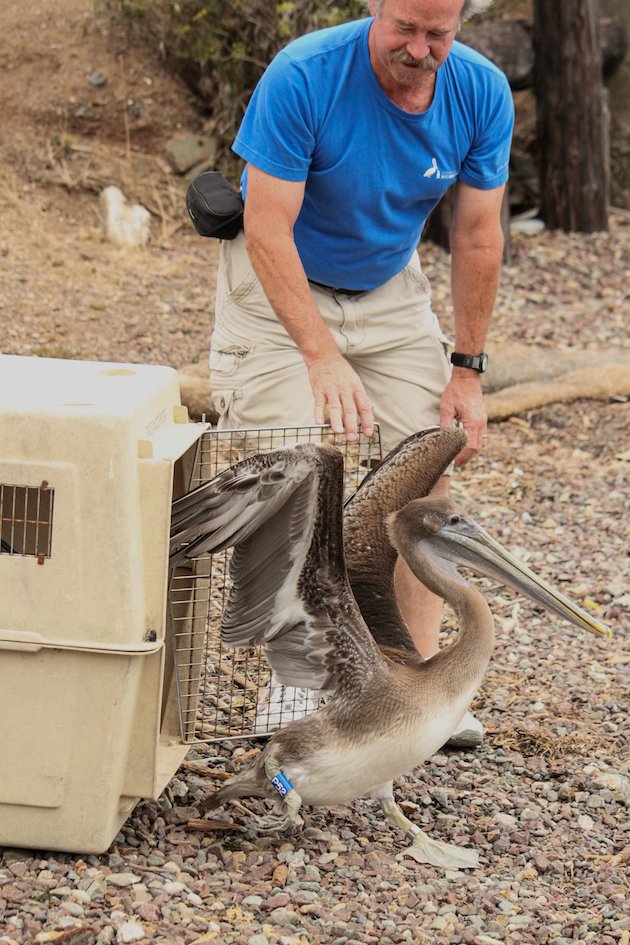 Brown Pelican Release