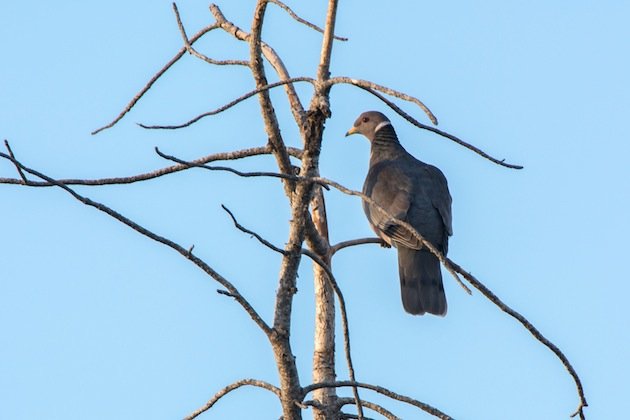 Band-tailed Pigeon