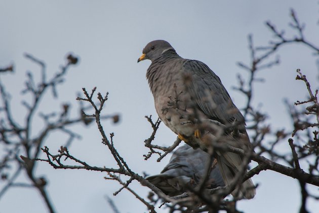 Band-tailed Pigeon