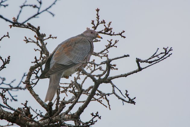 Band-tailed Pigeon