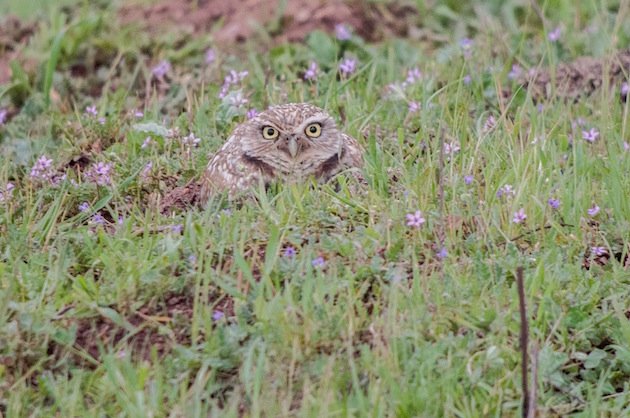 Burrowing Owl at Tuscan Preserve