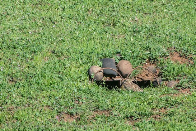 Burrowing Owl at First Install