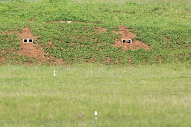 Burrowing Owl at New Install