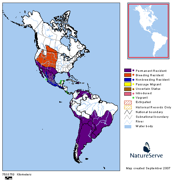 Burrowing Owl Range Map