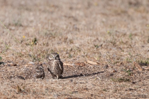 Burrowing Owls