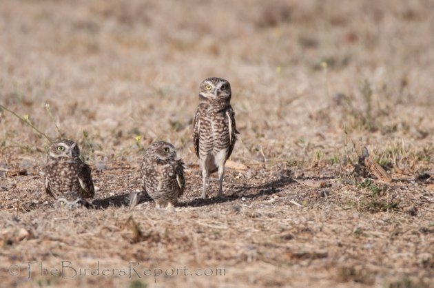 Burrowing Owls