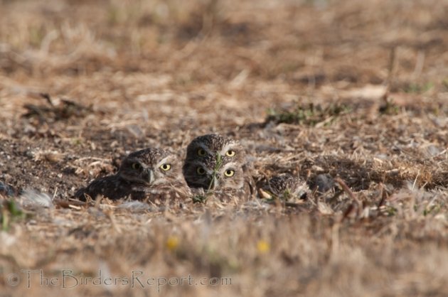 Burrowing Owls