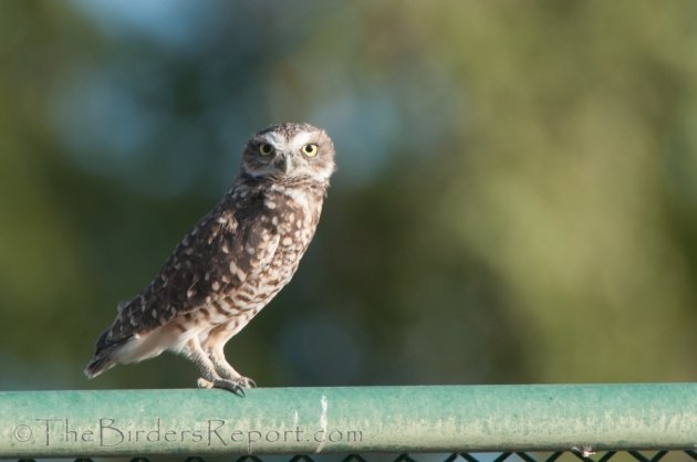 Burrowing Owl