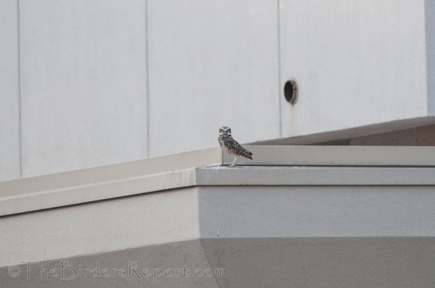 Burrowing Owl