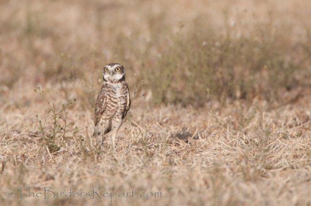 Burrowing Owl