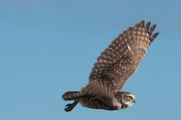 Burrowing Owl