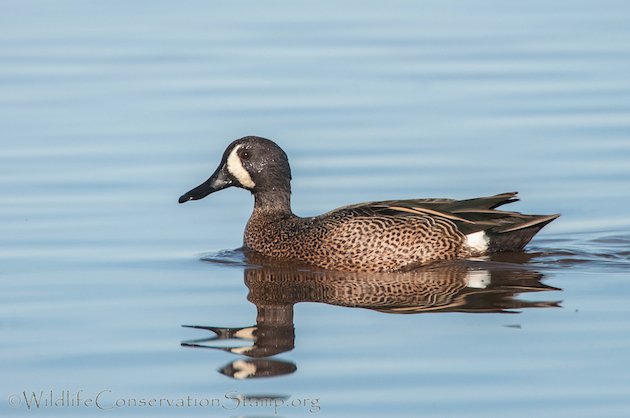 Blue-winged Teal Drake