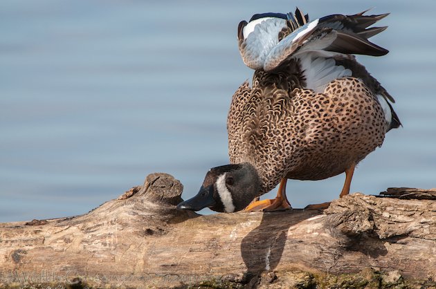 Blue-winged Teal Drake Stretching