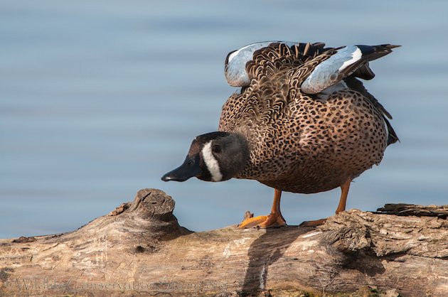 Blue-winged Teal Drake Stretching