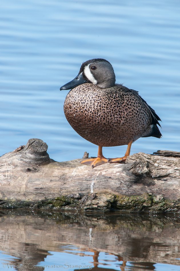 Blue-winged Teal Drake