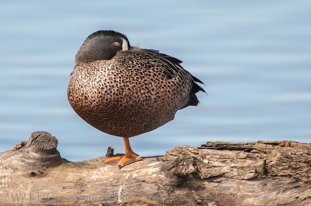 Blue-winged Teal Drake