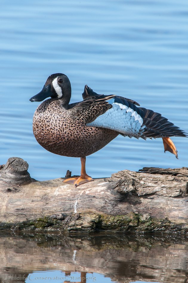 Blue-winged Teal Drake Stretching