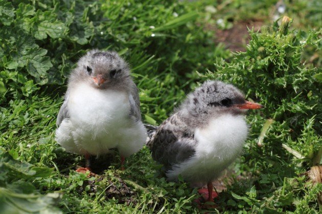 Baby Arctic Terns