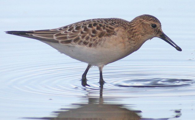 Baird's Sandpiper