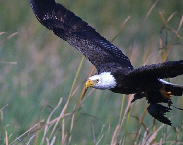 Bald Eagle carrying Blue-winged Teal