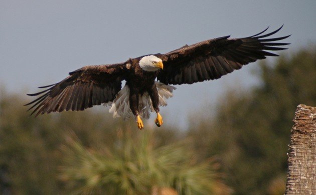 Bald Eagle coming in for a landing