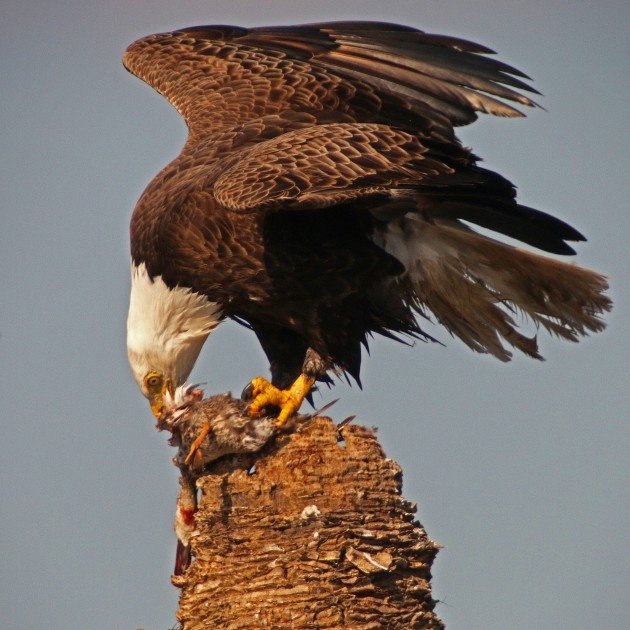 Bald Eagle