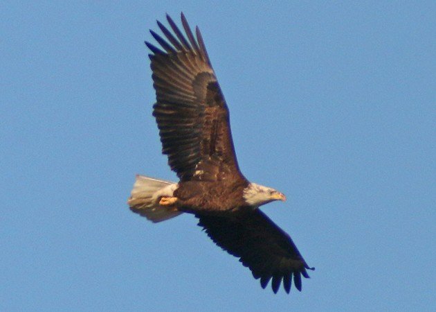 Bald Eagle