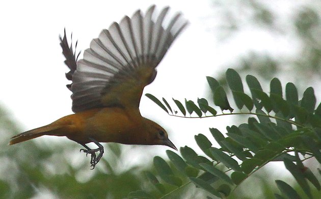 Baltimore Oriole flycatching