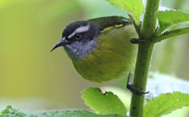 Bananaquit