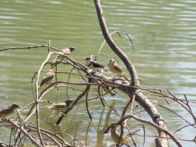 Banded Honeyeater & Rufous-throated Honeyeaters