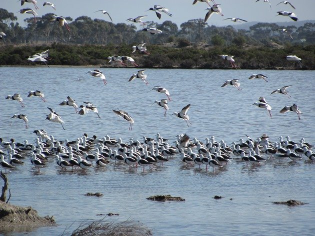 Banded Stilt & Red-necked Avocet (2)